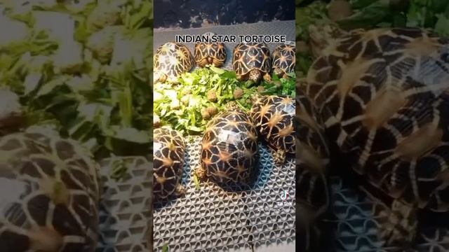 @ Los Animales Petshop & Veterinary Clinic #trending #pets #exotics #reptilekeeper #foryou #