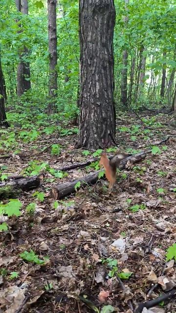 Рыжик пришел в новой летней шубке #squirrel #wildlife #nature