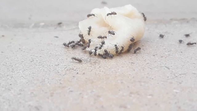 Nourrissage d'une super colonie de Lasius sp !