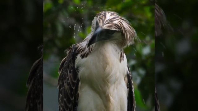 Eagle || The Beauty of Nature || #shorts