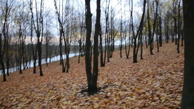 листья осени опали , на деревьях ничего