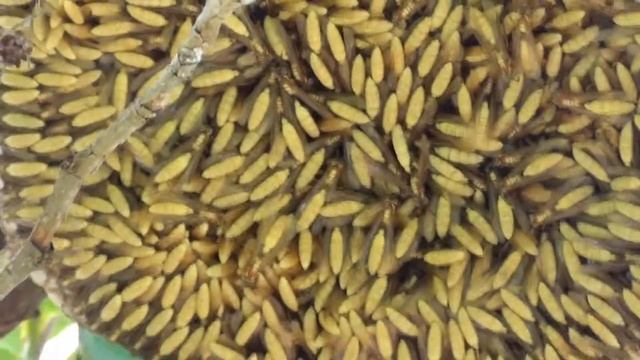 MARIMBONDO-CHAPÉU (APOICA PALLIDA), APOICA PALLENS, MARIMBONDO CEGO, CABA-CEGA,  Insetos venenosos.