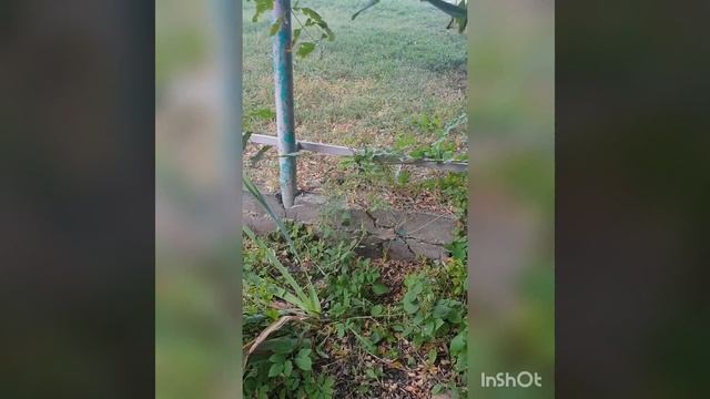 Спилили большое дерево