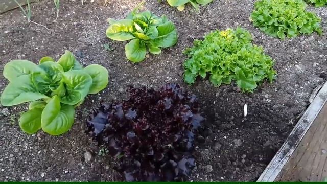 Allotment Diary :  Early June Vegetable Plot & Polytunnel growing update