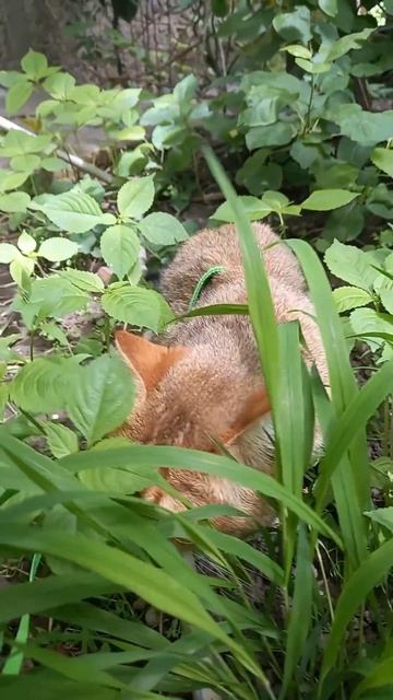 Позитив от 😻 Марселя #котютуба #cat #прогулка #сирень Есть любимый мультик?