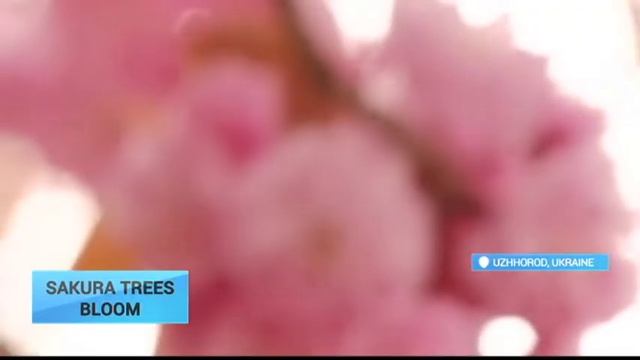 Ukraine's Uzhhorod in Blossom: Western city turned into garden as sakuras start blooming