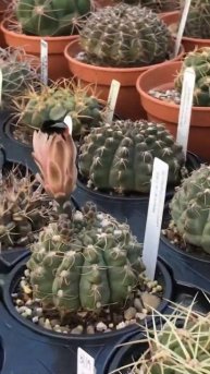 Bee cross pollinating an easter cactus and a Gymnocalycium | cactus and succulent collection #short