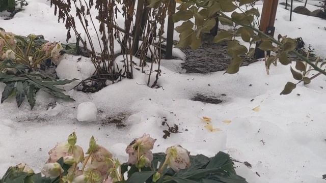 Різдвяна квітка.Чемерник чорний, або різдвяна троянда/морозник (Helleborus niger)-не боїться морозу