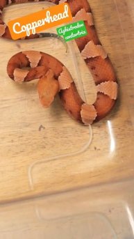 Lightning Fast Strike From The Copperhead #venomoussnakes #copperhead