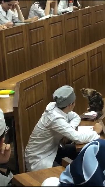 Кот на лекции ДГМУ  قط بداخل المحاضرة 😂
