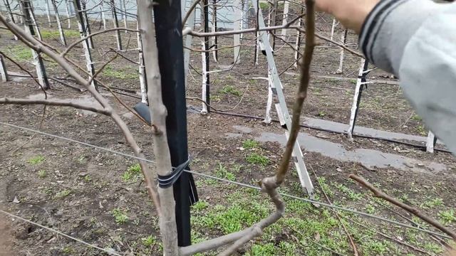 Обрізка інтенсивного саду.Груша.Підщепа айва.Частина ІI.