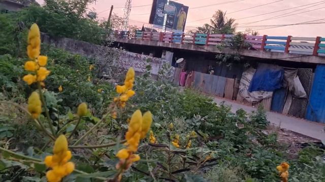 ringworm bush uses in telugu || #medicinalplants || cassia alata ||ఈ మొక్క నిజంగా మీ ఇంట్లో వుండాలి
