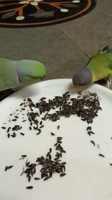 Parrot Enjoying Sunflower Seeds