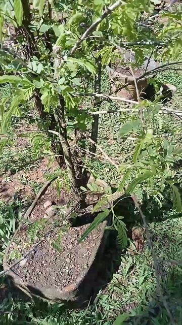 10 YEAR OLD TAMARIND/SAMPALOK/SAMBAG BONSAI FROM SEED #shorts #tamarindbonsai #viral #trending #fyp