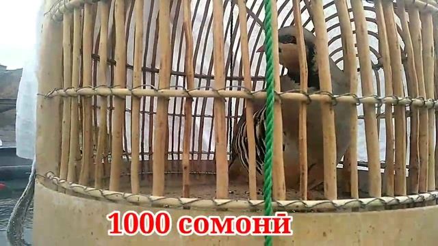 Кабкбозори ш. Душанбе маҳаллаи Зарафшон 12.03.2022