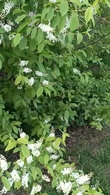 #сирень#сиреньбелая🌿#сибирь#май#shorts