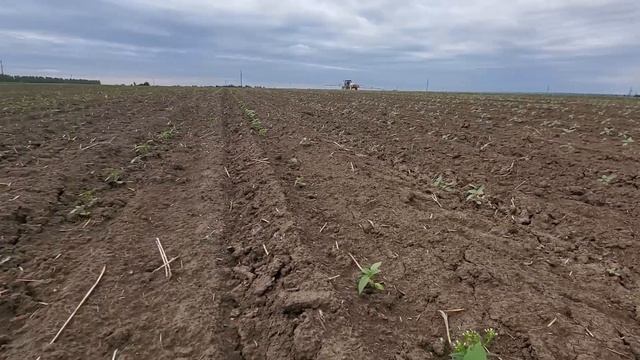 Обприскування соняшників Pioner P64LE136. 2022р.