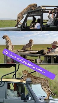 MASAI MARA AND LAKE NAKUTRU CAMPING SAFARI#shorts