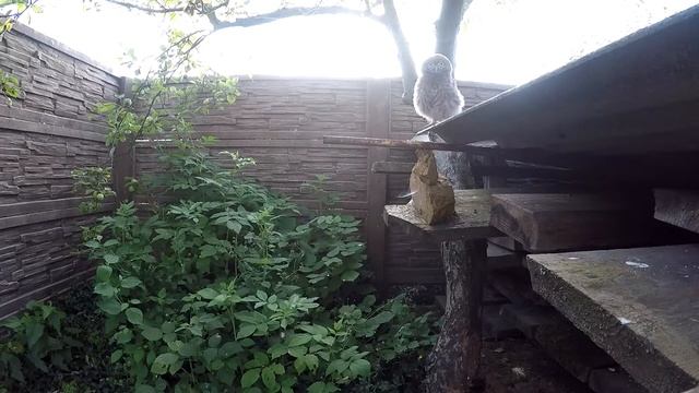 Сыч домовой прилетел в гости