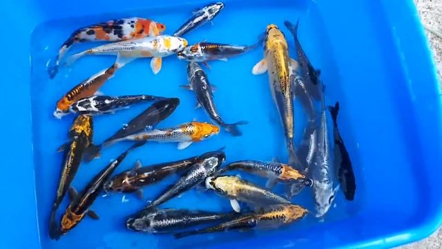 Japan koi, карп кои 23.06.17
