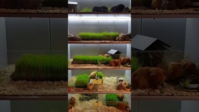Дом для морских свинок.
