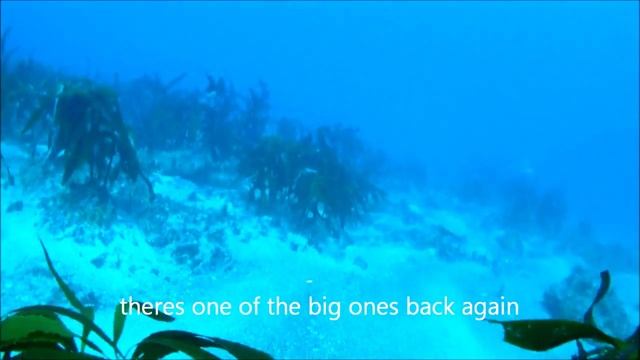 Sea Sniper DiveR Conservation Program Baja