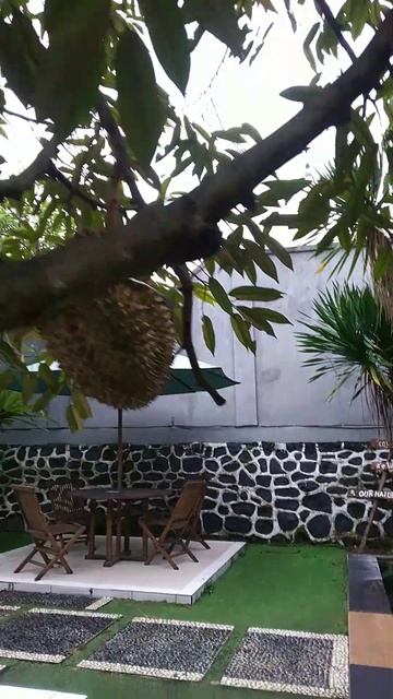 Panen buah durian bawor di kebun tetangga