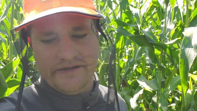 Pioneer Corn Scouting
