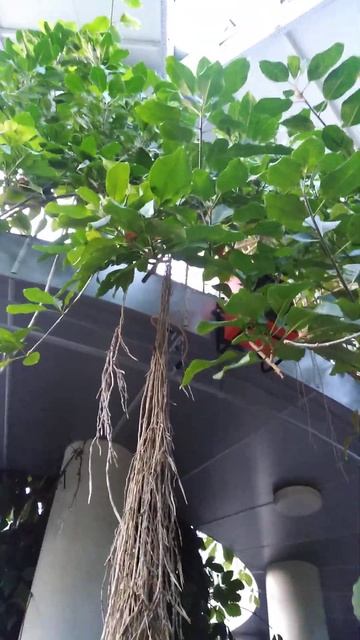 🌿 СОЛАНДРА крупноцветковая🍀, воздушные корни🍃