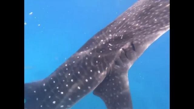 Whale Shark Watching | Oslob Cebu
