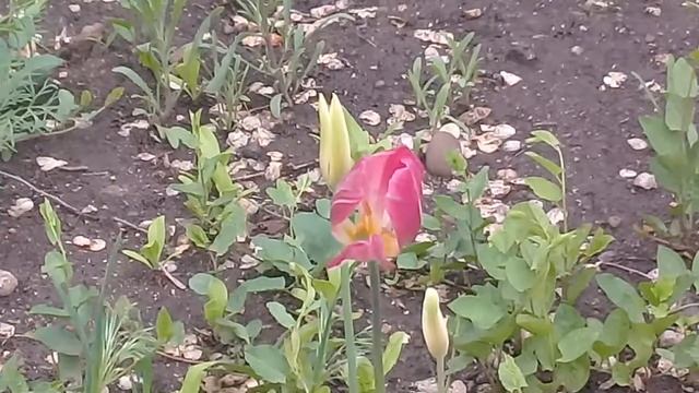 Дарю вам цветочки и хорошее настроение
