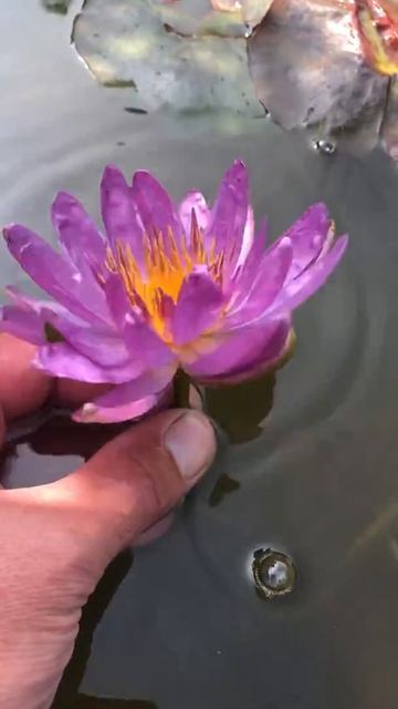 Nymphaea Violicious Nelumbo Garden