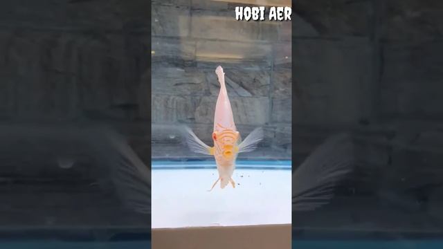 Raja aquarium tercantik Discus White butterfly