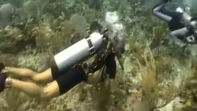 Diving Bloody Bay Wall-Diving Little Cayman Island: Little C