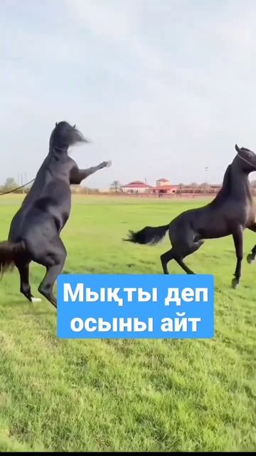 Пысқырығымен қорқытты #жылқы #ат #атбегі #лошади #horse