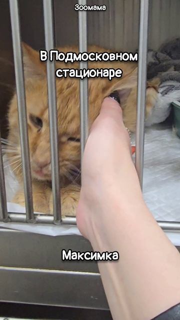 Мои спасеныши