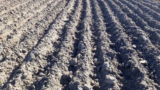 Підготовка до посадки часнику, нарізаєм рядки. Один із способів посадки часнику.