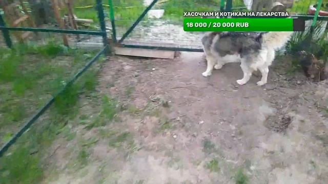 греемся у костра с хаски