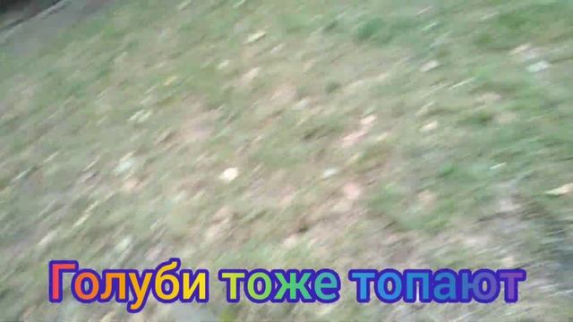 Шустрик и друзья, Боец вернулся, Мурчик - охотник, Shustrik, yard cats,  Светлана  Копылова, Киев