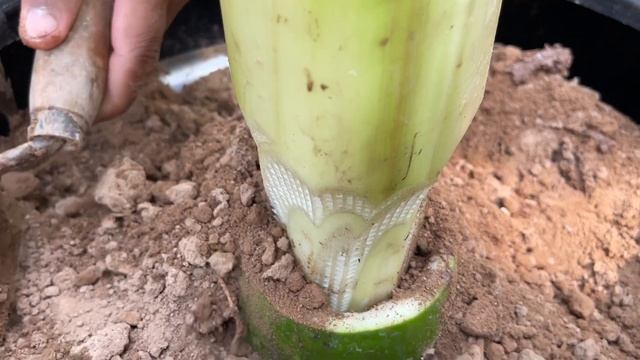 I grafting banana with papaya with technique new / How to grow banana with papaya
