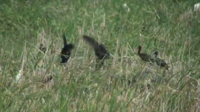 Ibis falcinelle (Plegadis falcinellus) Glossy Ibis