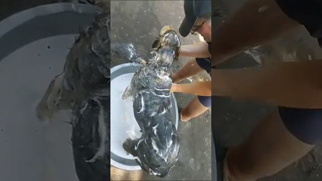 💖💖💖Огромное спасибо Анне,Адаму(Czechia),Даше и Eвгению (Great Russia),за то что вы обеспечили водой