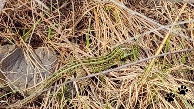 На велопрогулке встретили в горах разных ящериц🦎