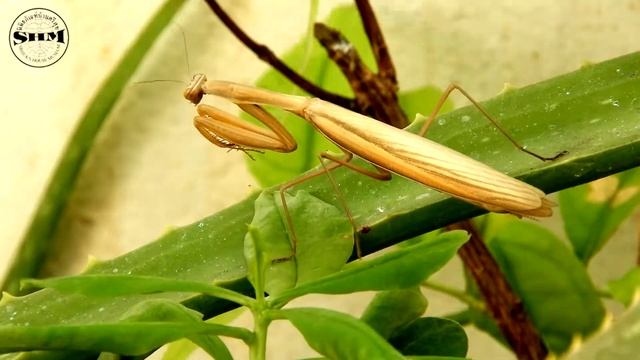 ตั๊กแตนตำข้าวหญ้าเอเชีย(Asian Grass Mantis) Statilia maculata (Thunberg, 1784)