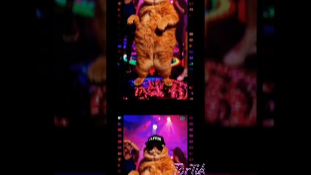 Кот.mp4