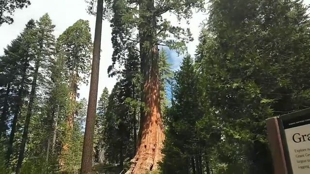 Wandering Our Way Towards General Grant Sequoia Grove