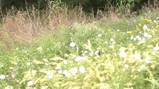 flores do campo / flowers of the field