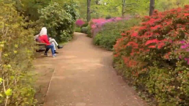Isabella Plantation Richmond park..