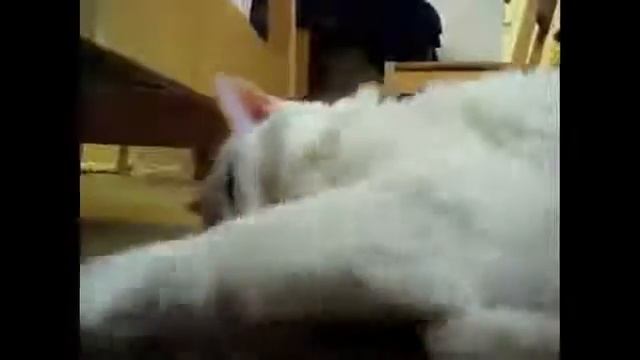 Коты крикуныприкол