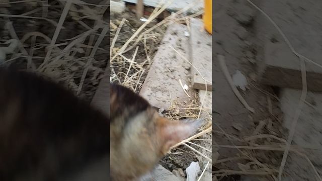 Кот и забыл что ему холодно  трава трава. Увидел траву теперь всё.   20250417